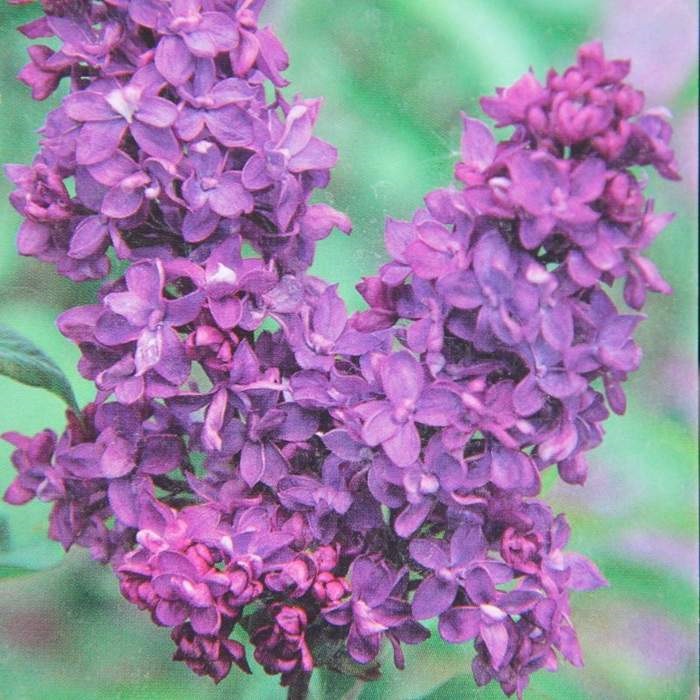 Listnaté stromky a stromy - Šeřík obecný Charles Joly  kmínek 120cm