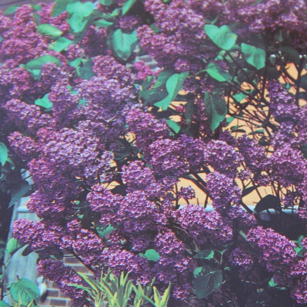 Keře okrasné květem - Šeřík obecný 'Charles Joly' květináč 90 litrů, výška 125/150cm, keř