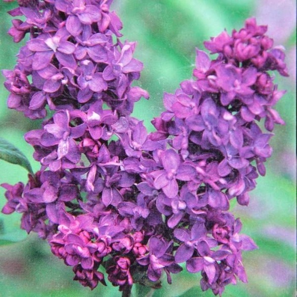 Keře okrasné květem - Šeřik obecný 'Charles Joly' výška 25/30cm, 2,5 litru, keř