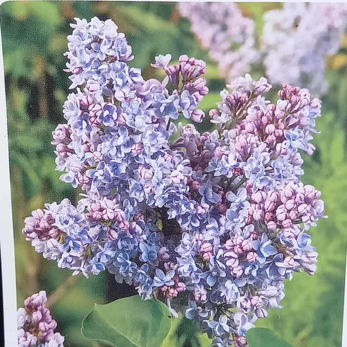 Keře okrasné květem - Šeřík obecný General Pershing výška 20/30cm, květináč 2,5 litru