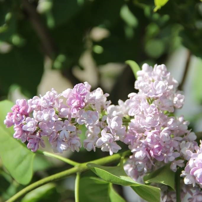 Keře okrasné květem - Šeřík obecný Katherine Havemeyer květináč 2,5 litru, výška 20/30cm, keř