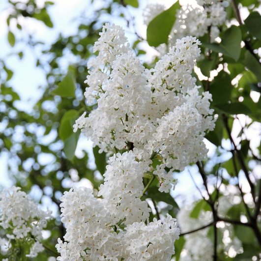 Keře okrasné květem - Šeřík obecný 'Madame Lemoine' květináč 2,5 litru, výška 20/30cm, keř
