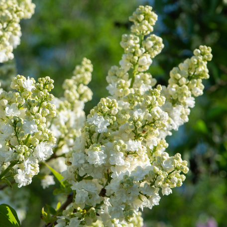 Listnaté stromky a stromy - Šeřik obecný Monique Lemoine kmínek 120cm, květináč 10 litrů