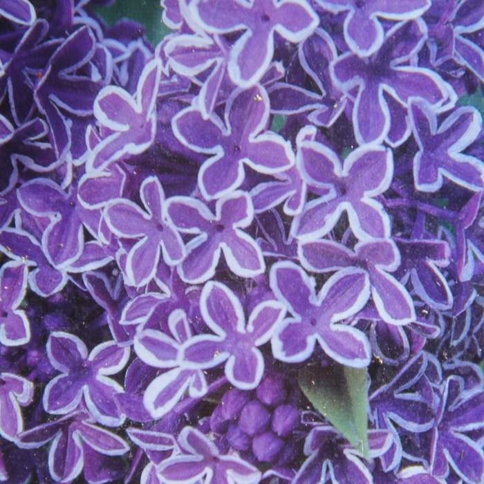 Keře okrasné květem - Šeřík obecný Sensation květináč 2,5 litru, výška 20/30cm, keř