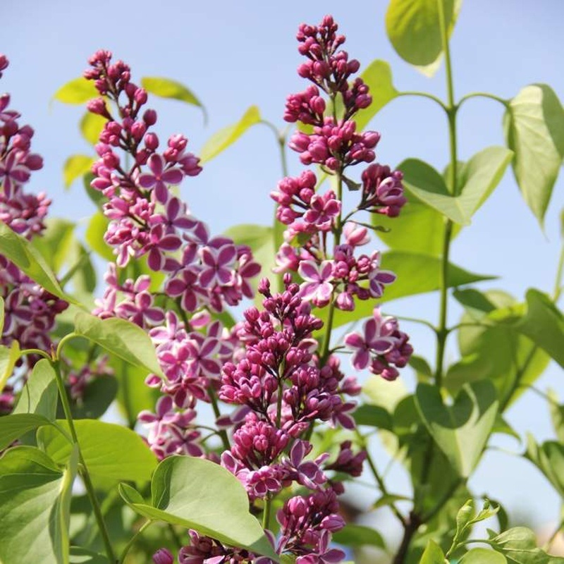 Keře okrasné květem - Šeřík obecný Sensation květináč 5 litrů, keř