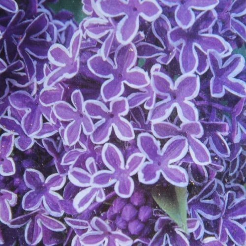 Keře okrasné květem - Šeřík obecný 'Sensation' výška 150/175cm