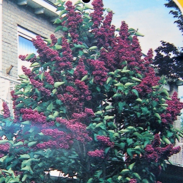 Keře okrasné květem - Šeřík obecný Souvenir de Louis Spaeth výška 150/175cm, květináč 70 litrů