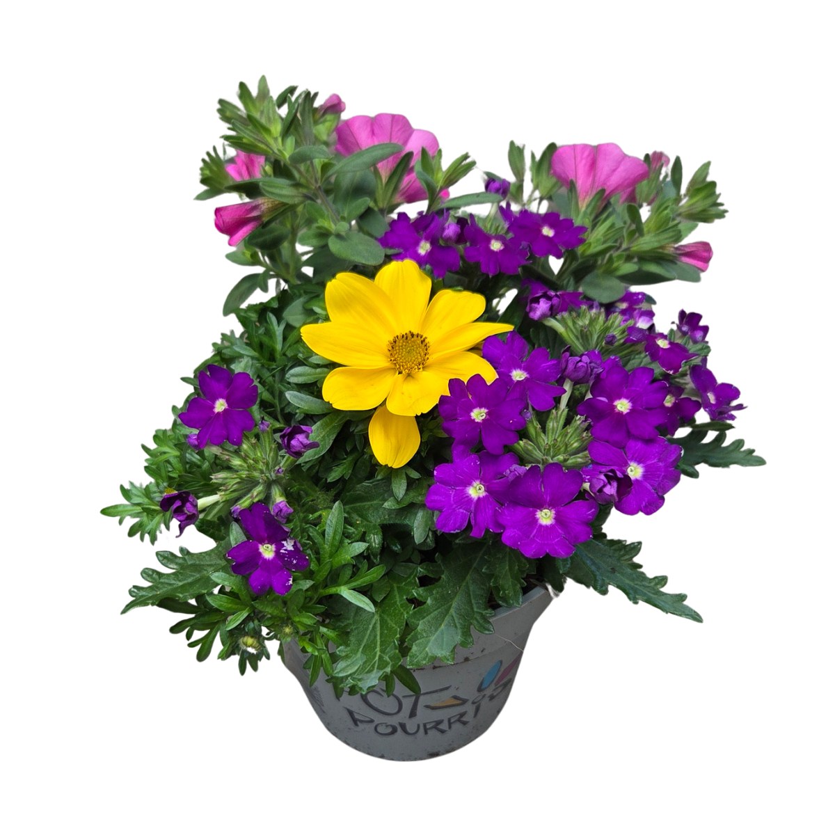 Převislé balkonové květiny - Sesazované letničky Trixi květináč 13cm