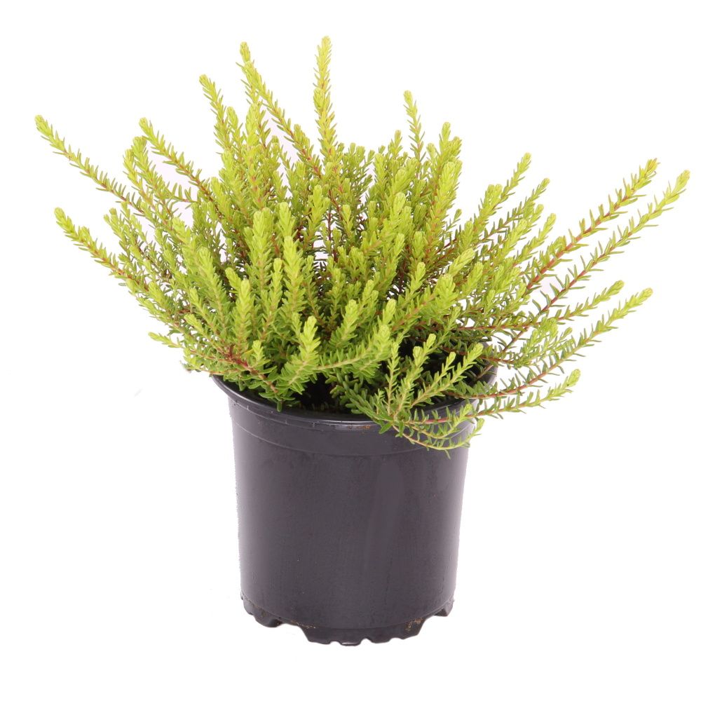 Podzimní rostliny - Šicha černá 11cm květináč