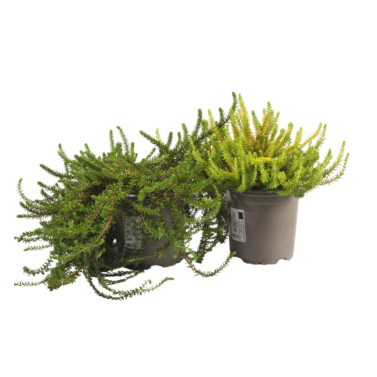 Šicha černá 11cm květináč-0