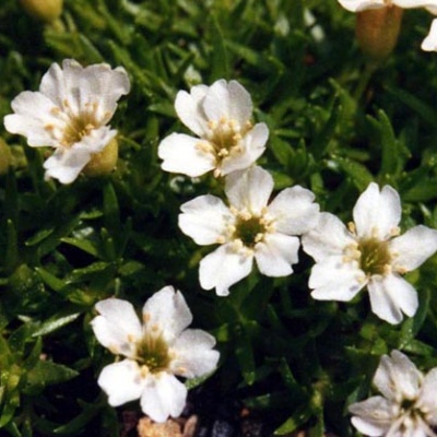 Skalničky - Silenka bezlodyžná 'Alba' 9cm