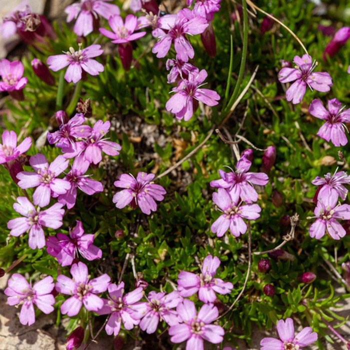 Skalničky - Silenka bezlodyžná 'Floribunda' květináč 9cm