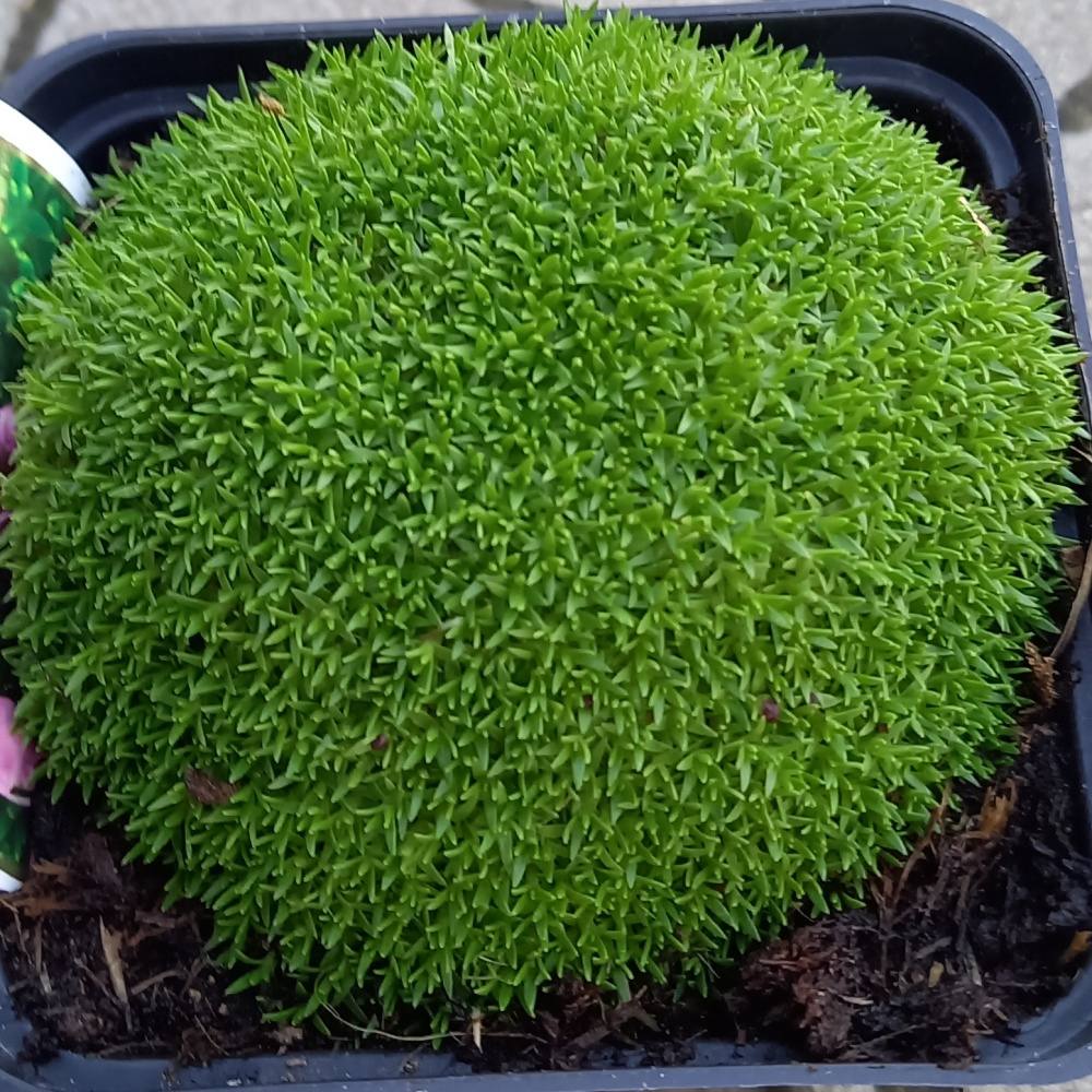 Silenka bezlodyžná Mount Snowdon květináč 9cm-0