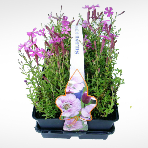 Půdopokryvné rostliny - Silenka kavkazská 6pack