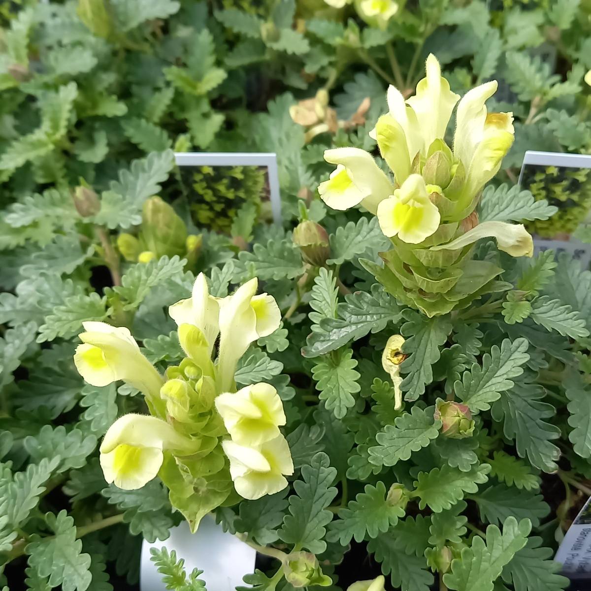 Skalničky - Šišák východní květináč 9cm