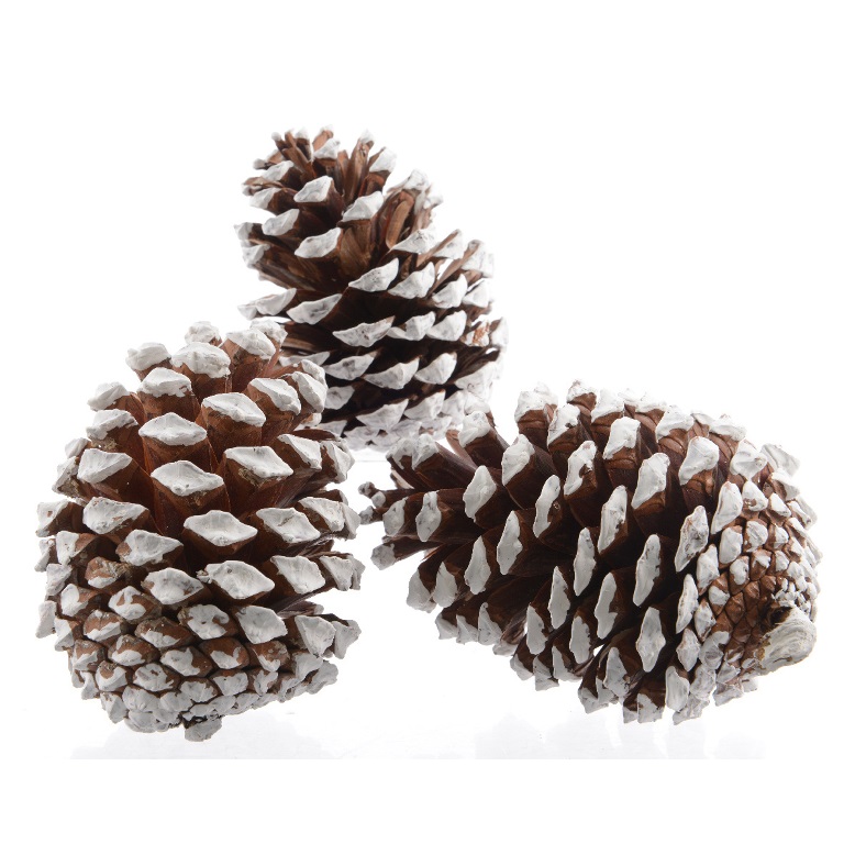 Šiška borovice bělená 3ks