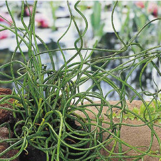 Vodní rostliny a lekníny - Sítina rozkladitá 'Spiralis' 3 litry