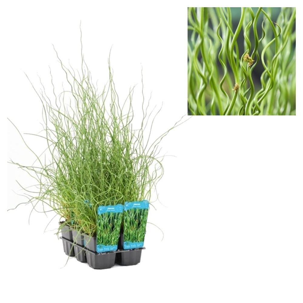 Vodní rostliny a lekníny - Sítina rozkladitá Spiralis květináč 9cm