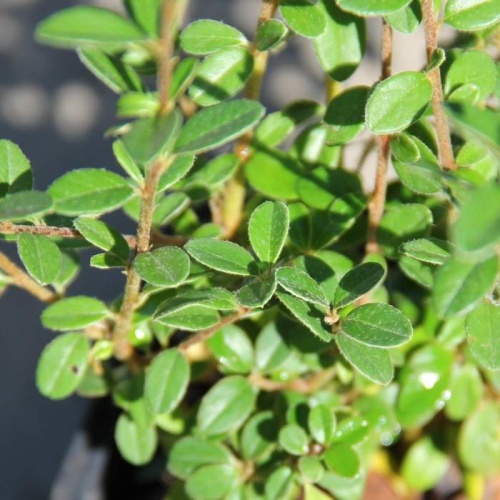 Listnaté stromky a stromy - Skalník 'Coral Beauty' kmínek 80cm, 7,5, litru