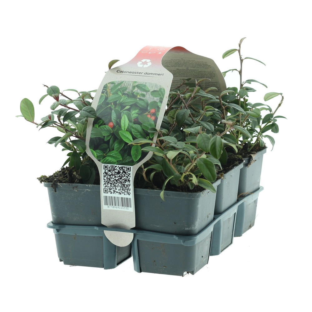 Půdopokryvné rostliny - Skalník Dammerův 6pack