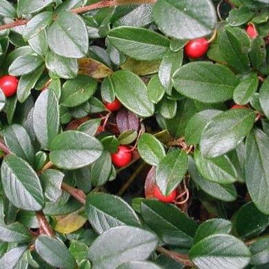 Půdopokryvné rostliny - Skalník Dammerův Major květináč 2,5 litru, výška 25/30cm, keř