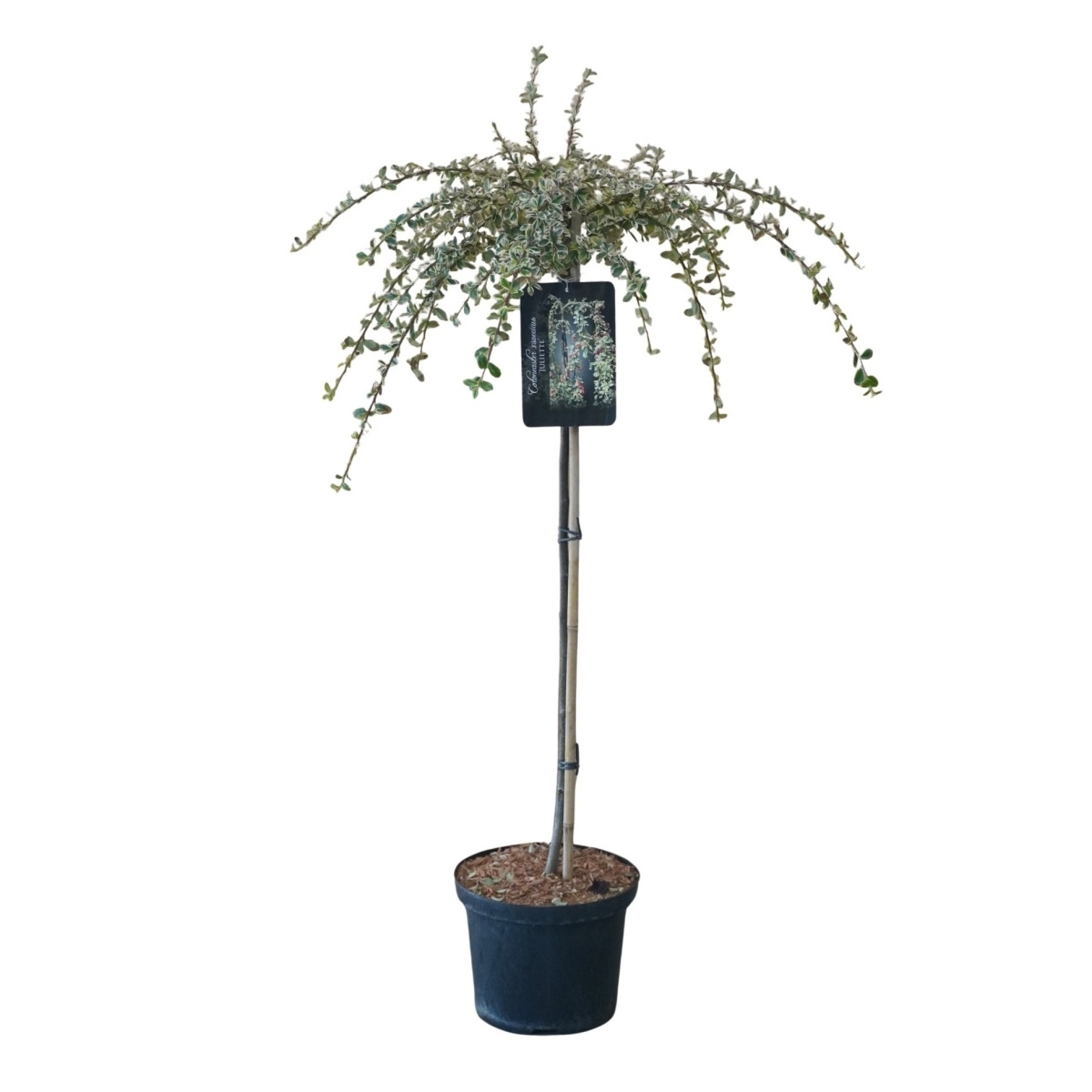 Listnaté stromky a stromy - Skalník Juliette kmínek 100cm, květináč 5 litrů