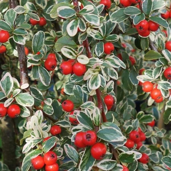 Keře okrasné listem - Skalník Juliette květináč 10 litrů, kmínek 80cm, stromek