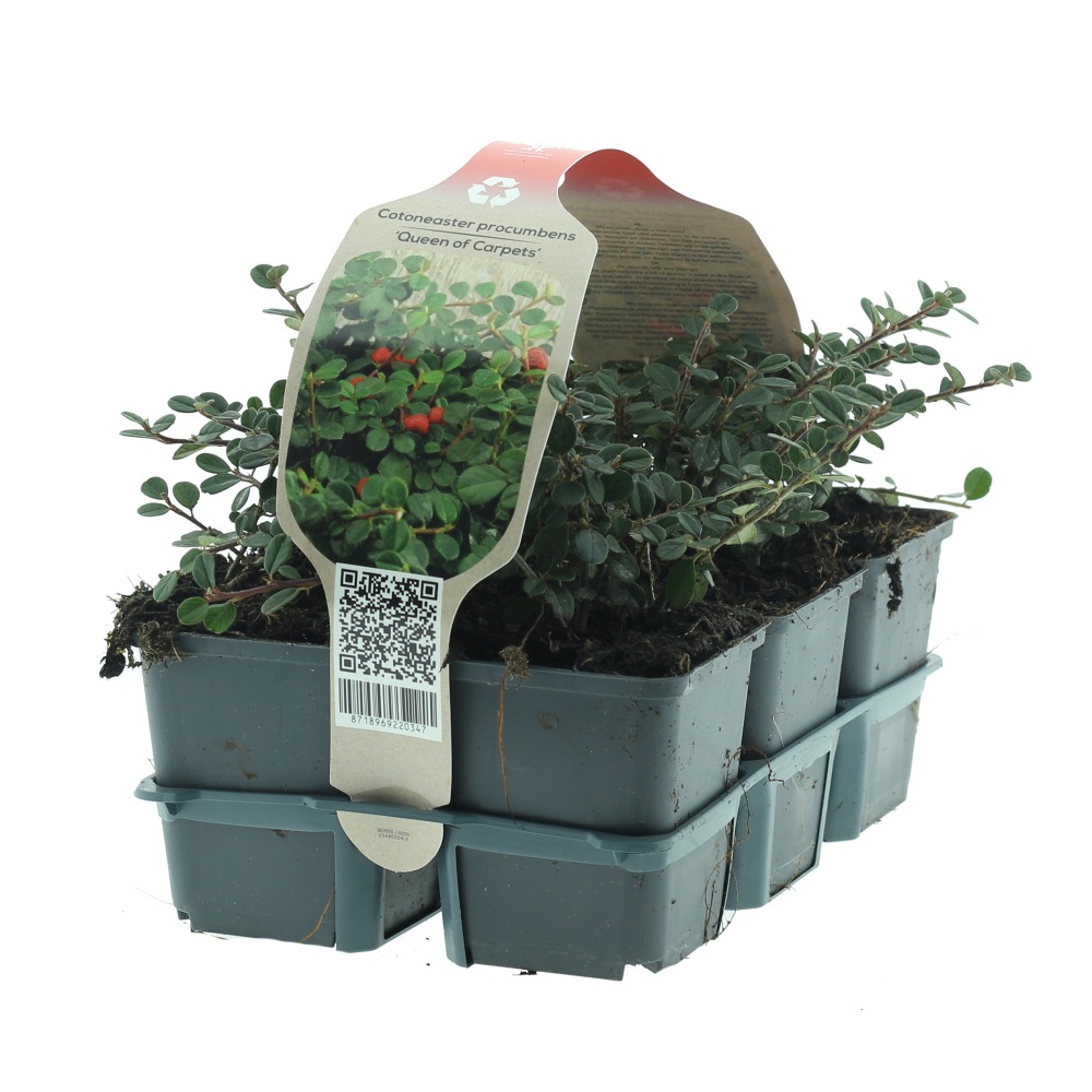 Půdopokryvné rostliny - Skalník rozprostřený Queen of Carpets 6pack