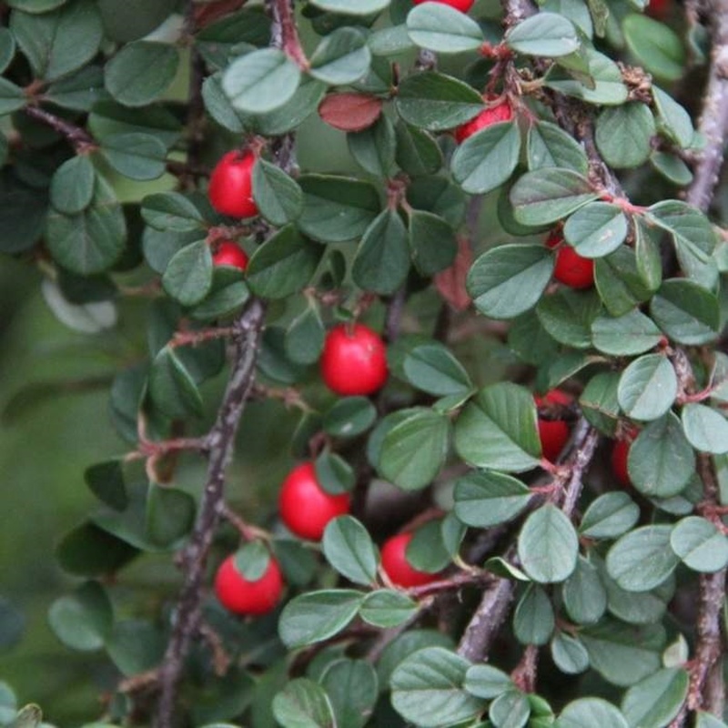 Keře okrasné listem - Skalník rozprostřený 'Queen of Carpets' květináč 2,5 litru