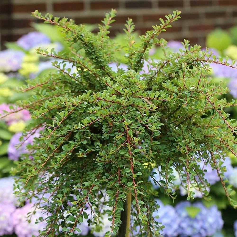 Skalník směstnaný kmínek 40cm, květináč 3 litry-0