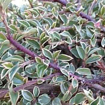 Půdopokryvné rostliny - Skalník vodorovný Variegatus květináč 2,5 litru, výška 25/30cm, keř