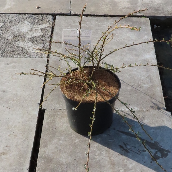 Skalník vodorovný Variegatus květináč 2,5 litru, výška 25/30cm, keř-0