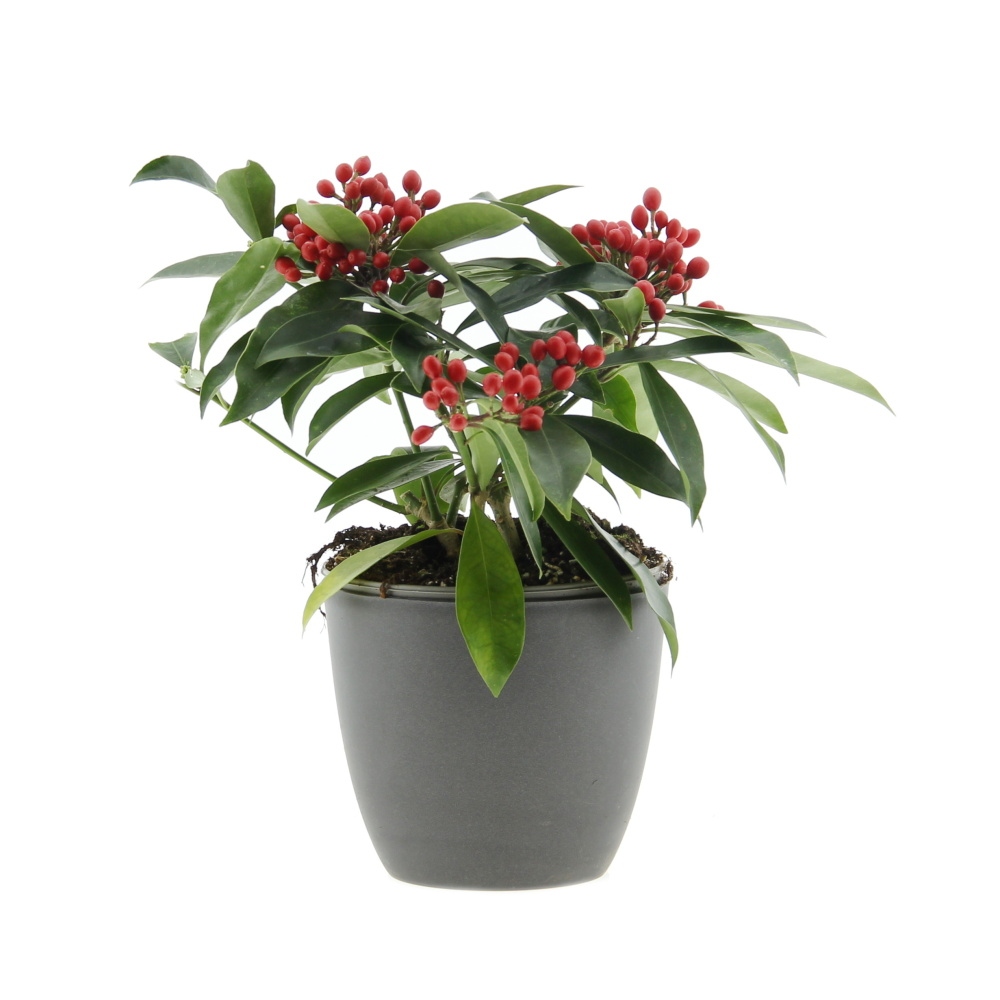 Podzimní rostliny - Skimie čínská květináč 1,5 litru, výška 20/25cm, keř