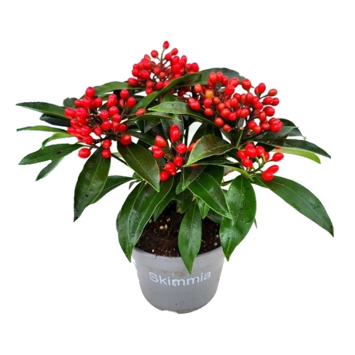 Podzimní rostliny - Skimie čínská výška 20/25cm, květináč 1,5 litru