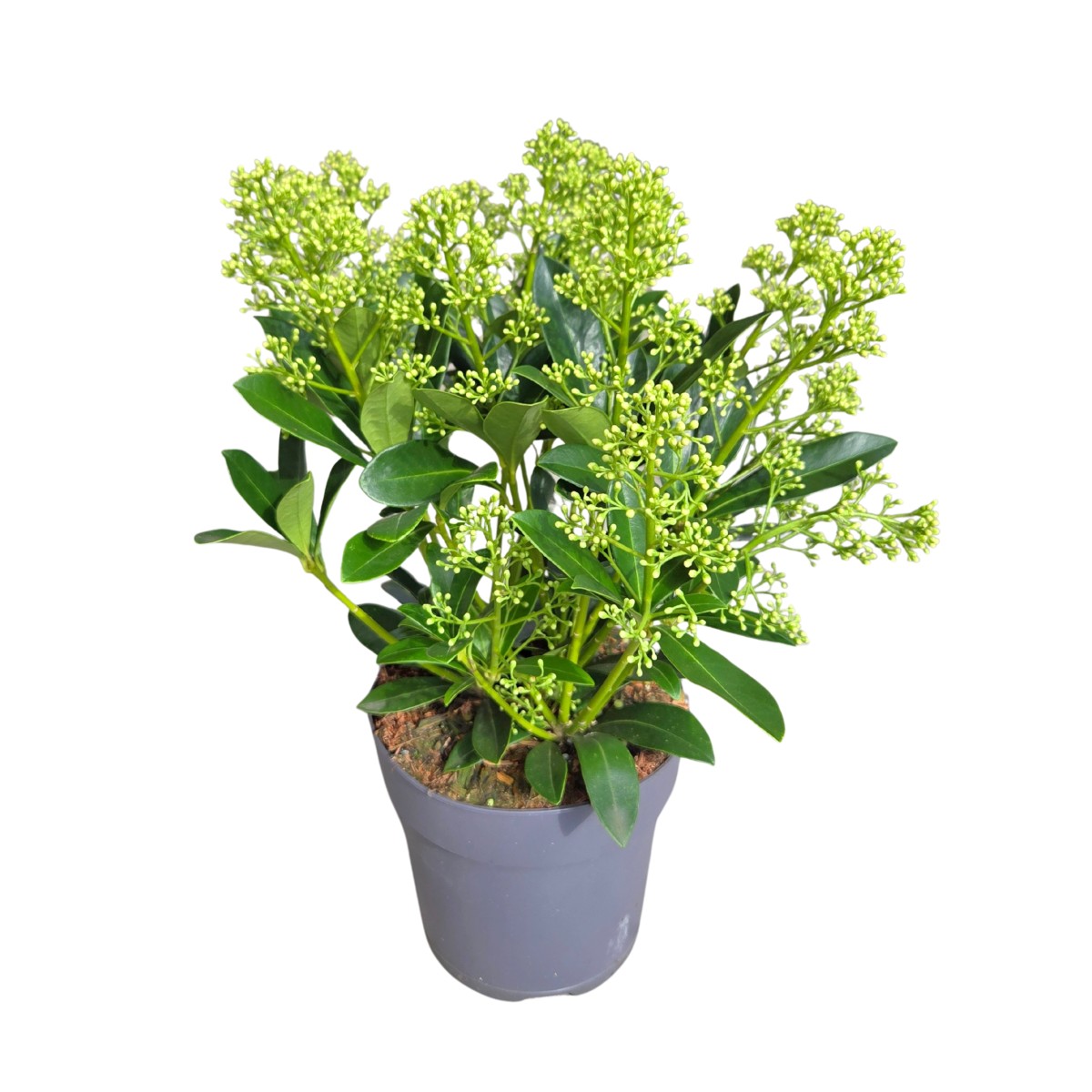 Rostliny - Skimie japonská Finchy květináč 1,5 litru