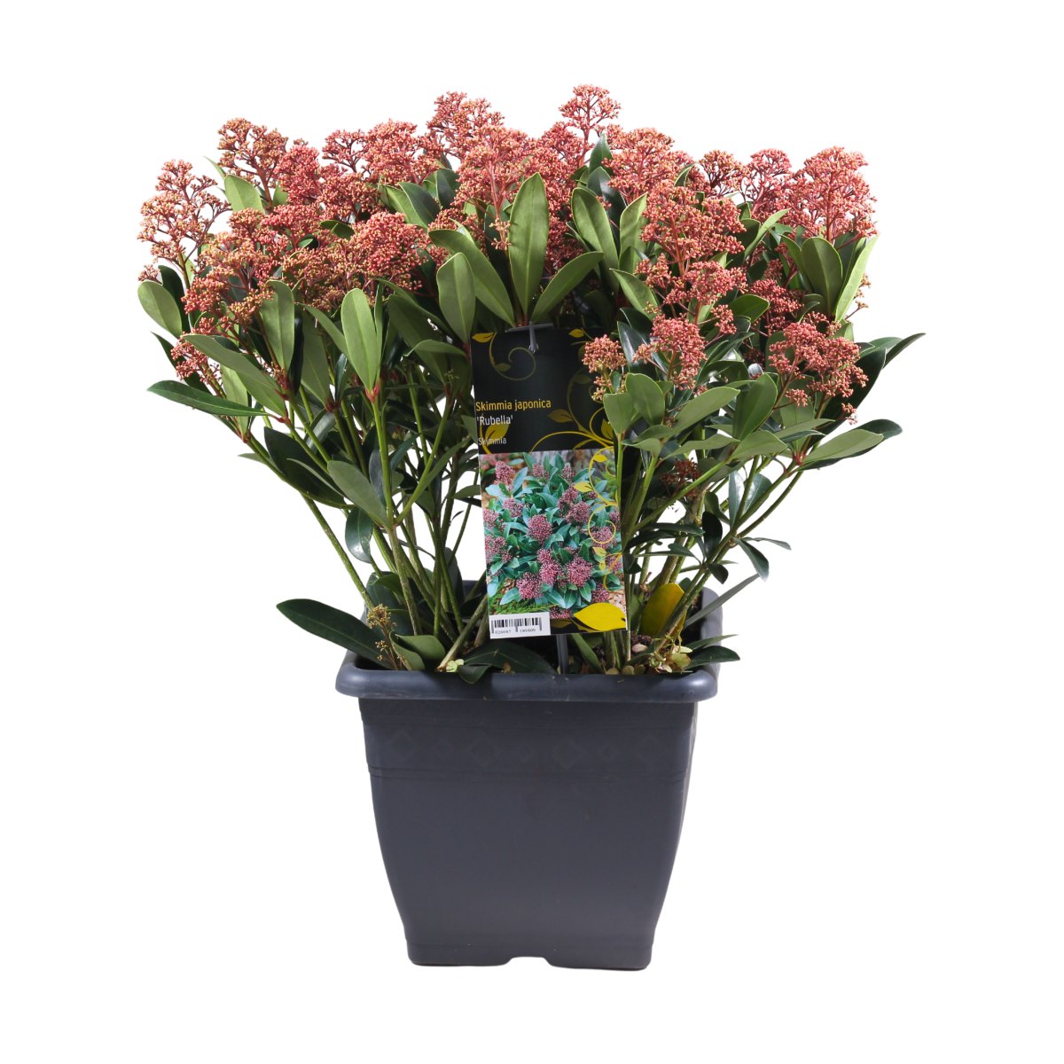Podzimní rostliny - Skimie japonská květináč 24cm