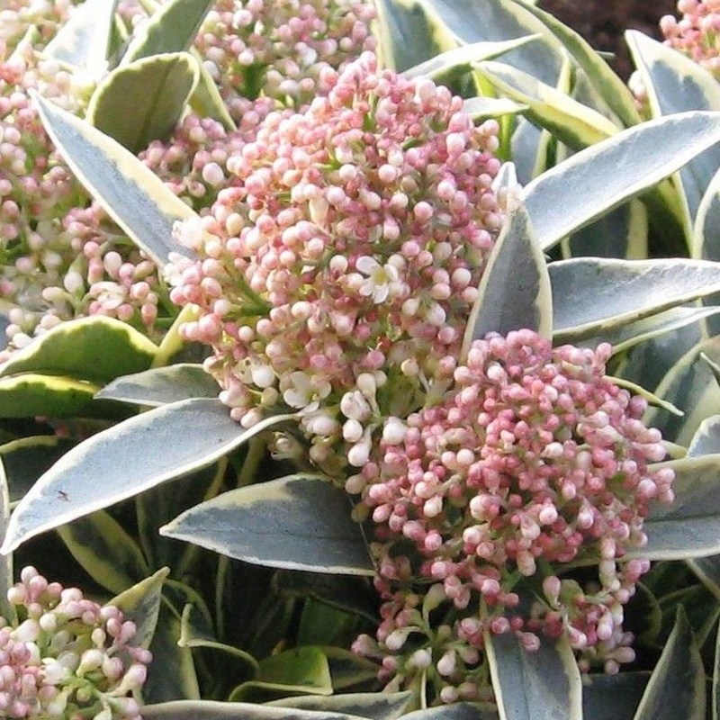 Vřesovištní rostliny - Skimie japonská Magic Marlot květináč 1 litr