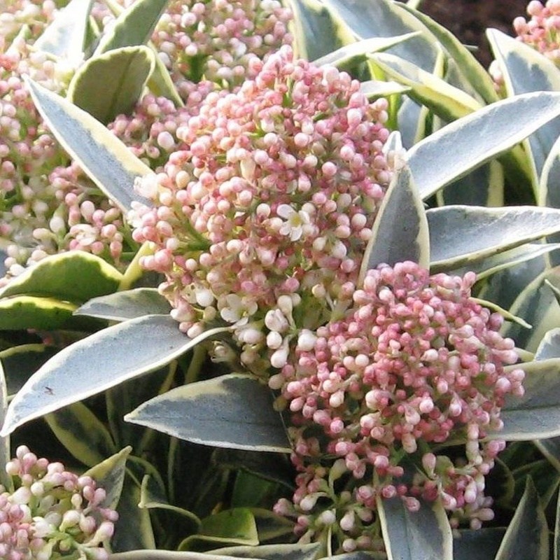 Vřesovištní rostliny - Skimie japonská 'Magic Marlot' květináč 9,5cm