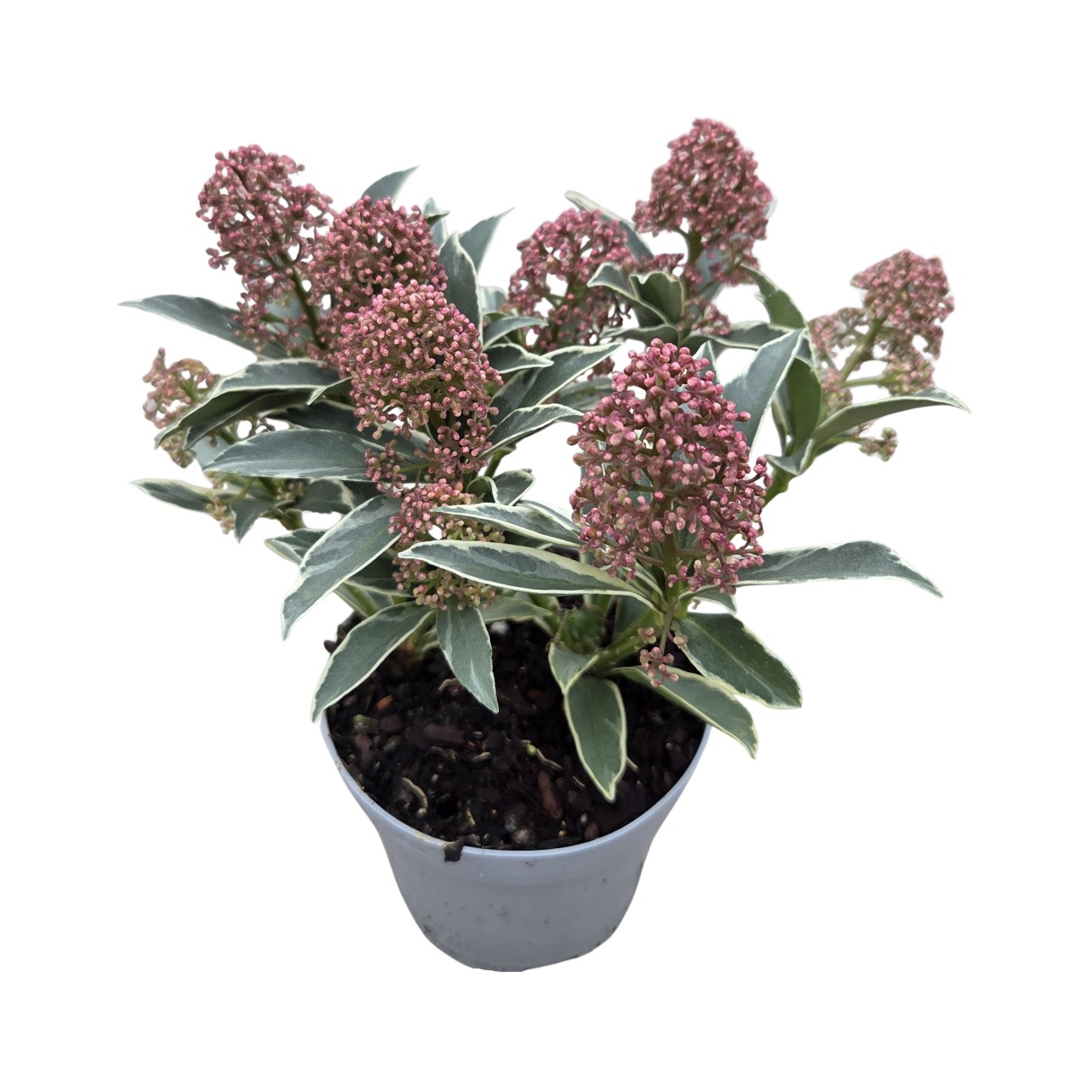 Podzimní rostliny - Skimie japonská Mystic Marlot květináč 11cm