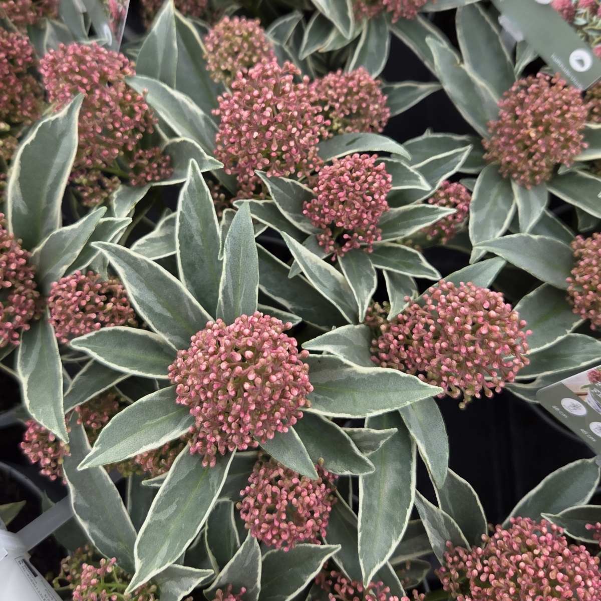 Skimie japonská Mystic Marlot květináč 11cm-0