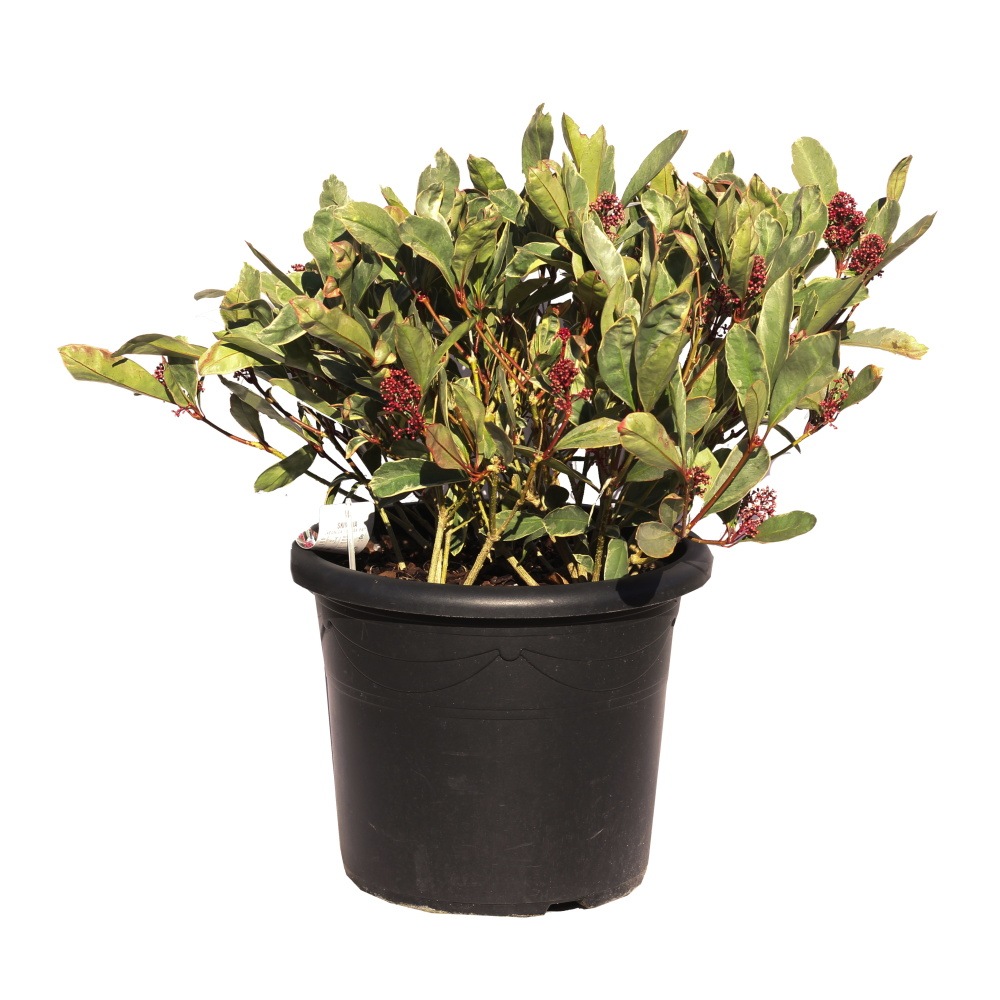 Vřesovištní rostliny - Skimie japonská Perosa květináč 25 litrů