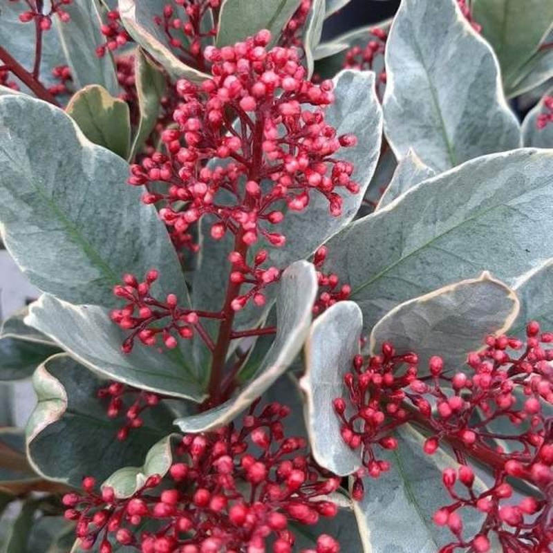 Skimie japonská Perosa květináč 25 litrů-0