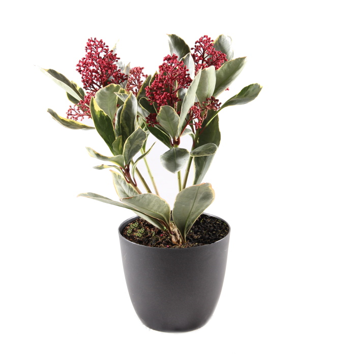 Podzimní rostliny - Skímie japonská 'Perosa'® květináč 9,5cm