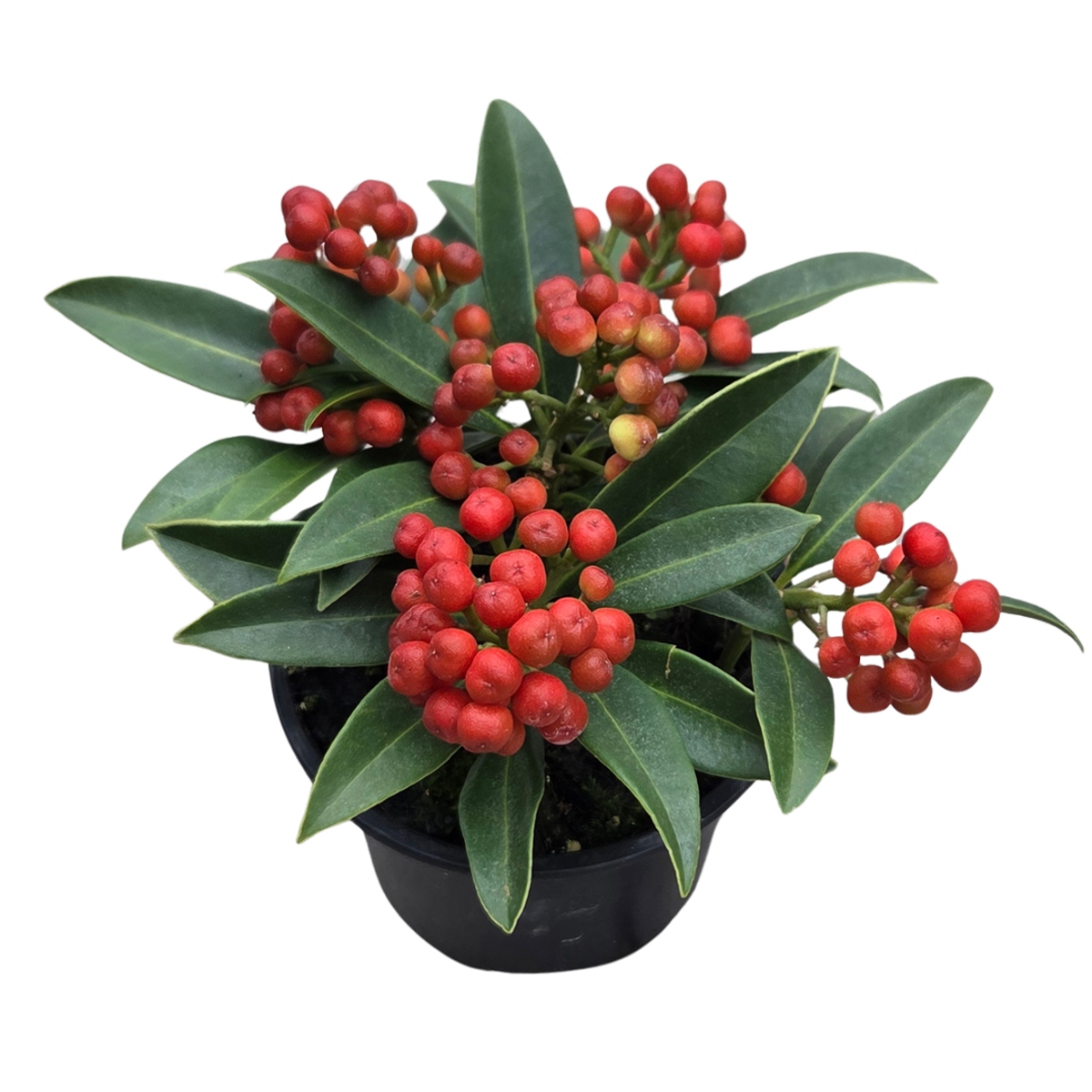 Podzimní rostliny - Skimie japonská Red Berry Bee květináč 11cm