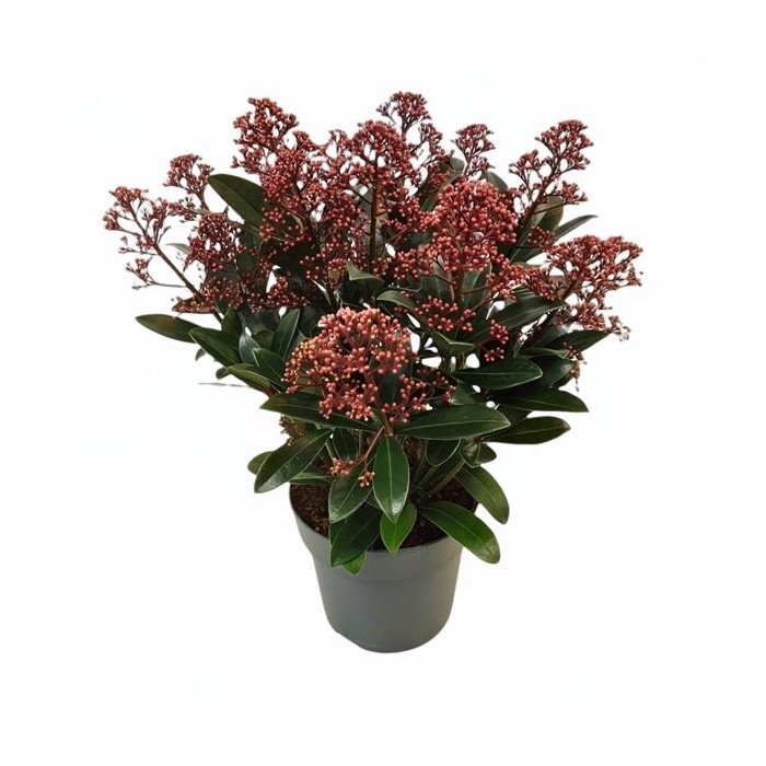 Podzimní rostliny - Skimie japonská Rubella květináč 1,5 litru, výška 25/30cm, keř