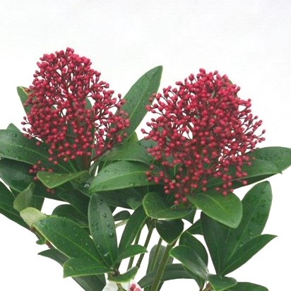 Podzimní rostliny - Skimie japonská 'Rubella' květináč 10cm, výška 10/15cm, keř