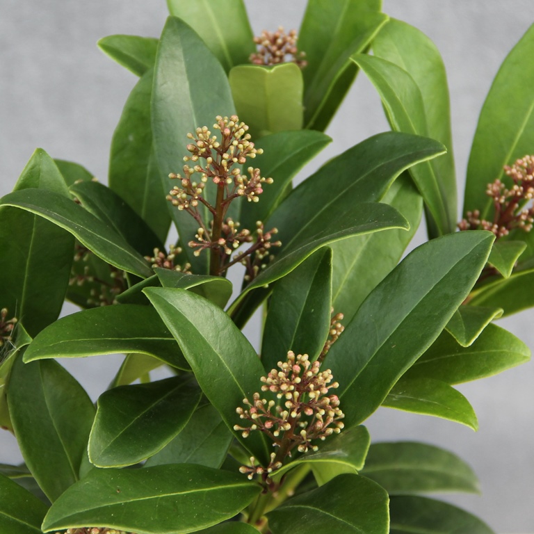 Skimie japonská 'Rubella' květináč 10cm, výška 10/15cm, keř-0