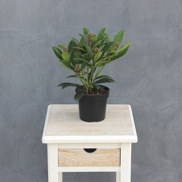 Skimie japonská 'Rubella' květináč 10cm, výška 10/15cm, keř-1