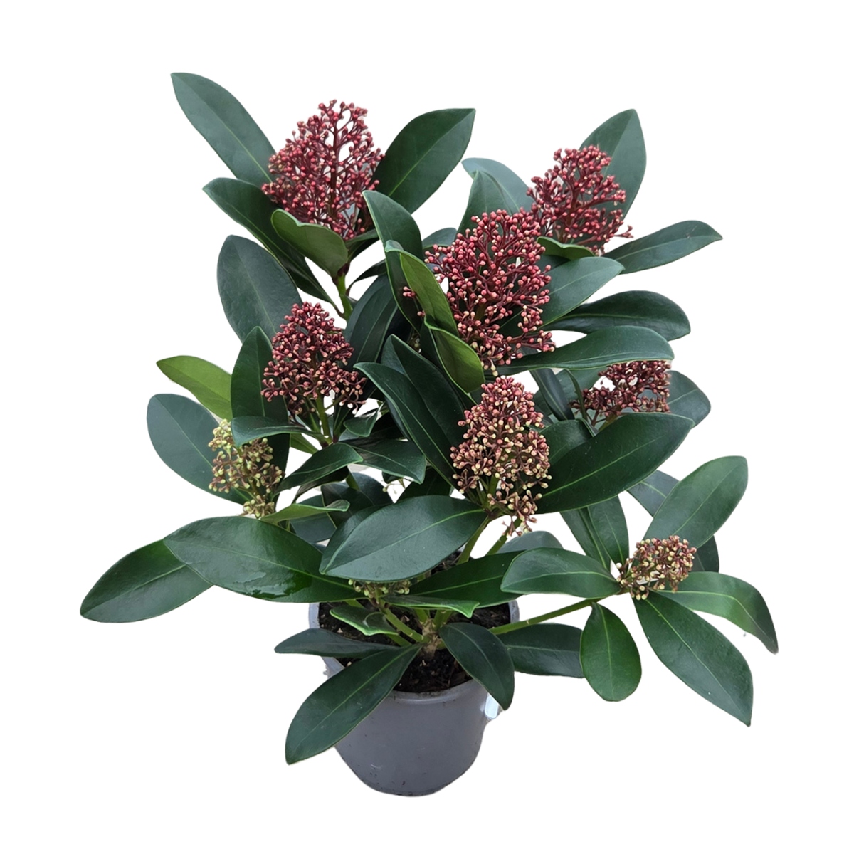Podzimní rostliny - Skimie japonská Rubella květináč 11cm, výška 15/20cm, keř