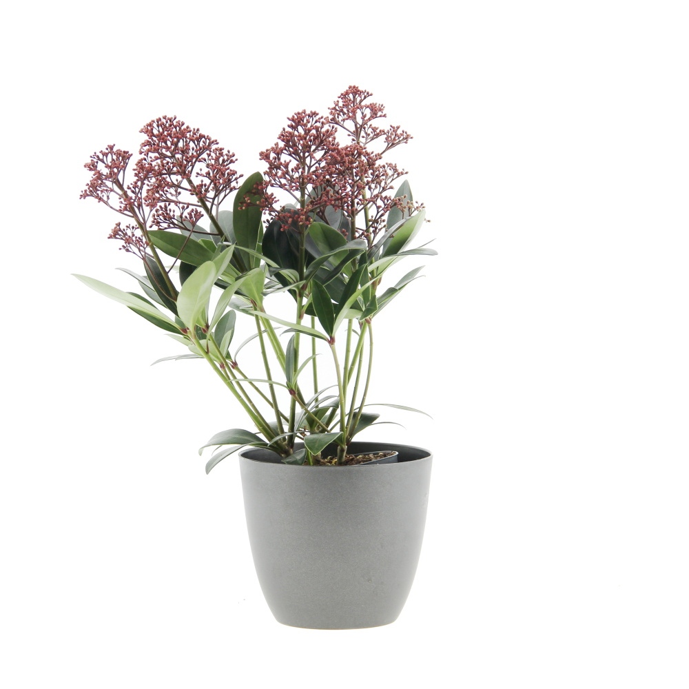 Podzimní rostliny - Skimie japonská Rubella květináč 11cm, výška 15/20cm, keř